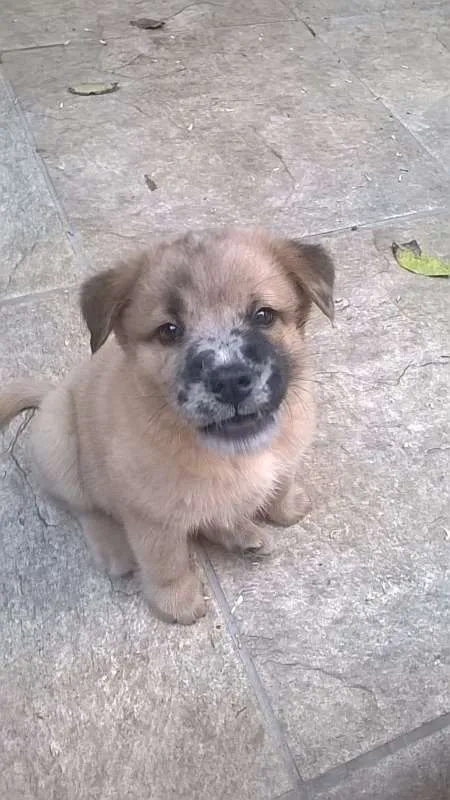 Cachorro ra a  idade 2 a 6 meses nome filhote