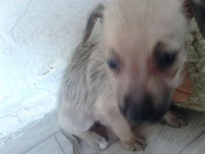 Cachorro ra a  idade Abaixo de 2 meses nome fofis