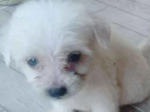 Cachorro raça  idade Abaixo de 2 meses nome fofis