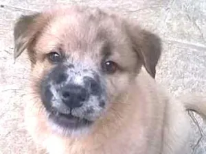 Cachorro raça  idade 2 a 6 meses nome filhote