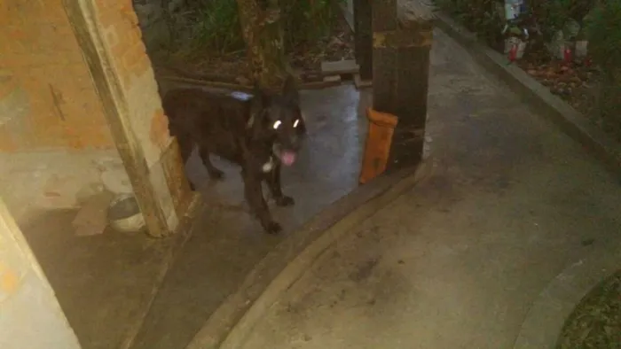 Cachorro raça Indefinida idade 4 anos nome Negrinho