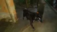 Negrinho