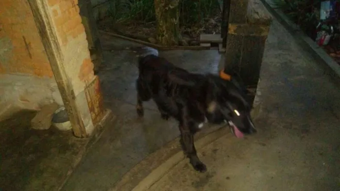 Cachorro raça Indefinida idade 4 anos nome Negrinho