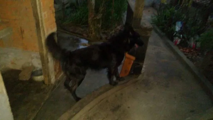Cachorro raça Indefinida idade 4 anos nome Negrinho