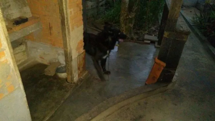 Cachorro raça Indefinida idade 4 anos nome Negrinho