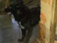 Negrinho