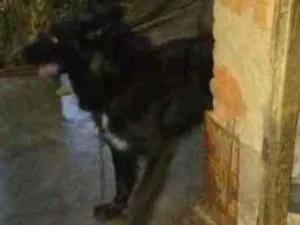 Cachorro raça Indefinida idade 4 anos nome Negrinho