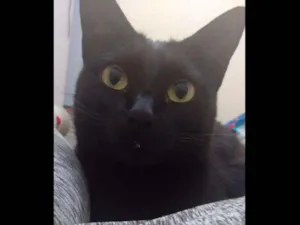 Gato raça Preto  idade 3 anos nome  Gigi