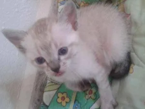 Gato raça  idade 2 a 6 meses nome Liberté
