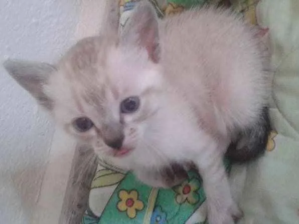 Gato ra a  idade 2 a 6 meses nome Liberté