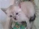Gato raça  idade 2 a 6 meses nome Liberté