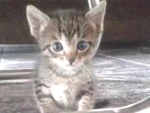 Gato raça  idade Abaixo de 2 meses nome Margarida