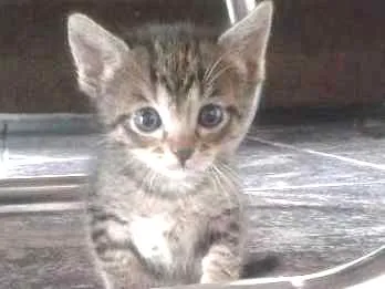 Gato ra a  idade Abaixo de 2 meses nome Margarida
