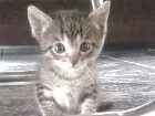 Gato raça  idade Abaixo de 2 meses nome Margarida