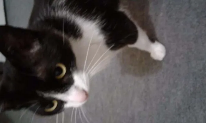 Gato raça Frajola idade 3 anos nome Sisi e Gigi