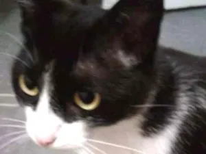 Gato raça Frajola idade 3 anos nome Sisi e Gigi