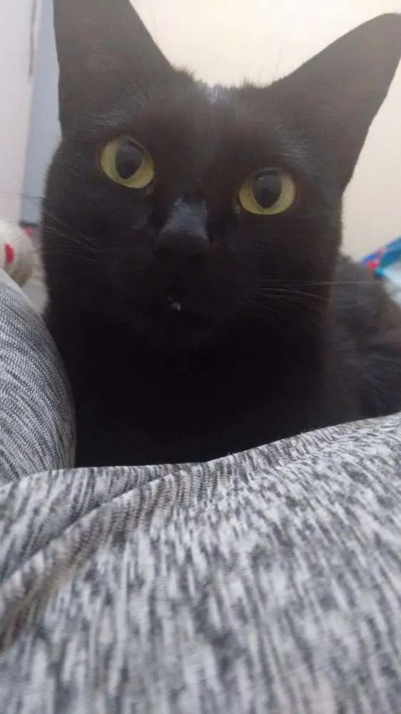 Gato raça Frajola idade 3 anos nome Sisi e Gigi