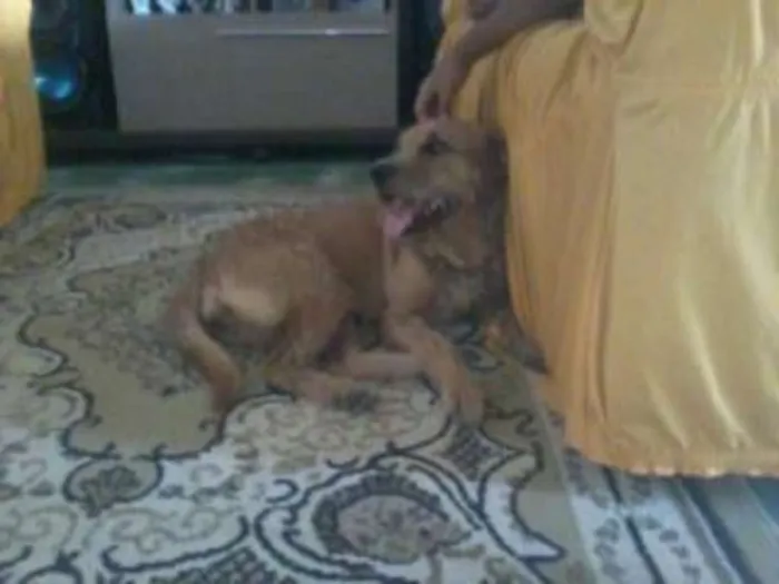 Cachorro ra a Viralata idade 2 anos nome Princeza