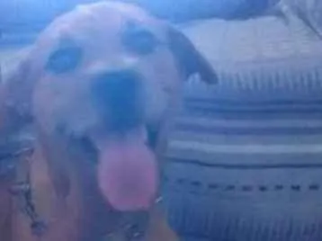 Cachorro ra a Viralata idade 2 anos nome Princeza