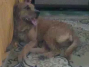 Cachorro raça Viralata idade 2 anos nome Princeza