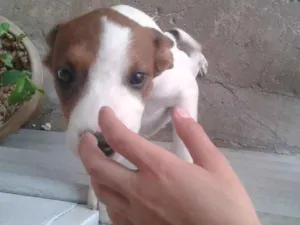Cachorro raça Vira lata idade 2 a 6 meses nome Max e Maya