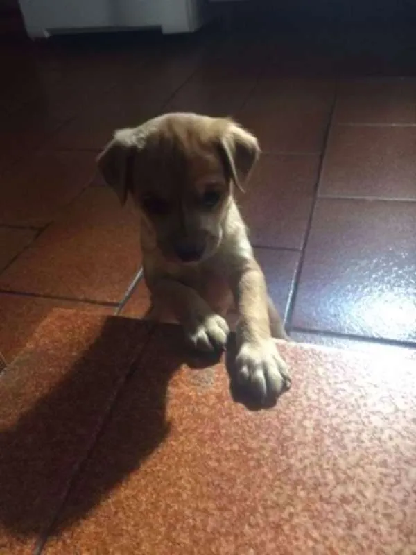 Cachorro ra a Vira-Lata idade Abaixo de 2 meses nome Misha 