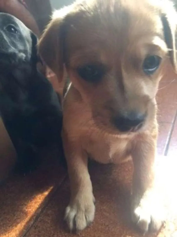 Cachorro ra a Vira-Lata idade Abaixo de 2 meses nome Misha 