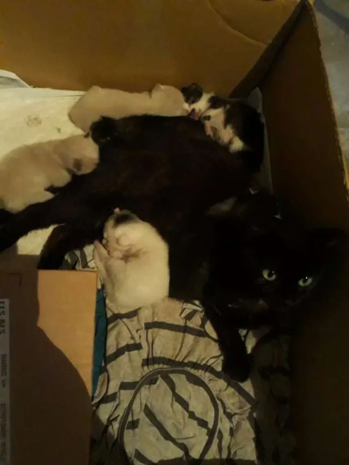 Gato ra a Vira-lata idade Abaixo de 2 meses nome Não tem