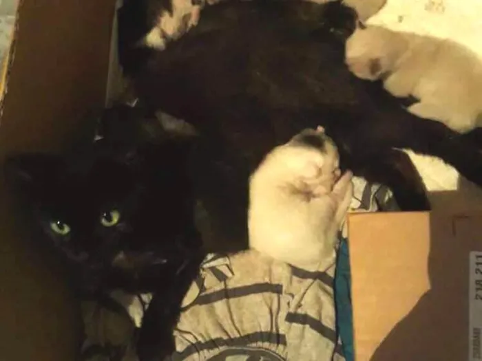 Gato ra a Vira-lata idade Abaixo de 2 meses nome Não tem