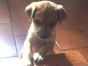 Cachorro raça Vira-Lata idade Abaixo de 2 meses nome Misha 