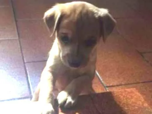 Cachorro ra a Vira-Lata idade Abaixo de 2 meses nome Misha 