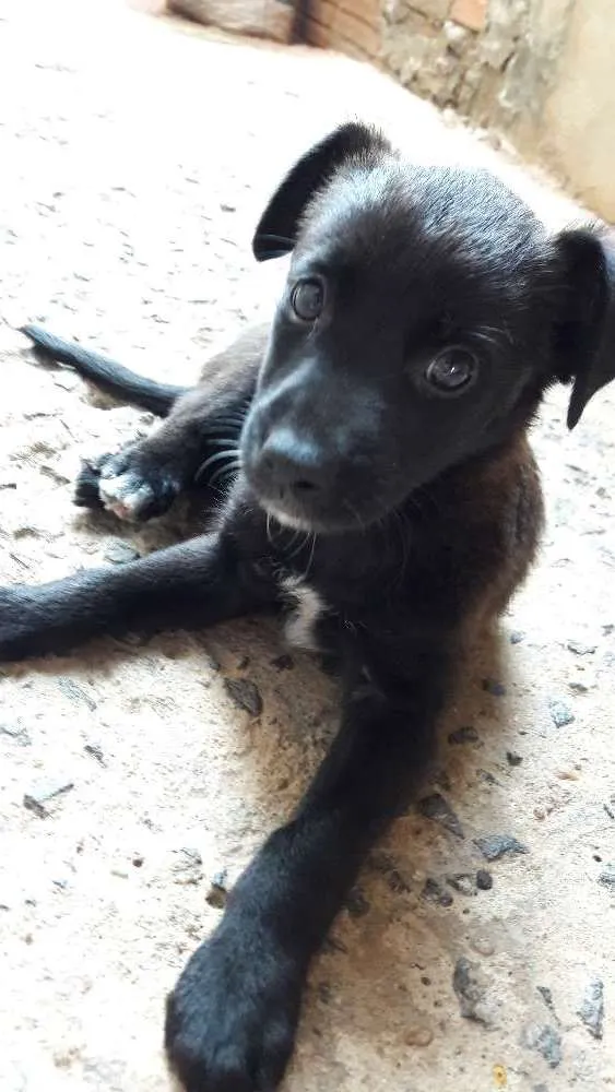 Cachorro ra a  idade 2 a 6 meses nome Filhote