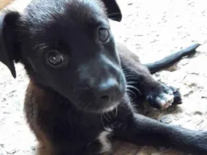 Cachorro raça  idade 2 a 6 meses nome Filhote