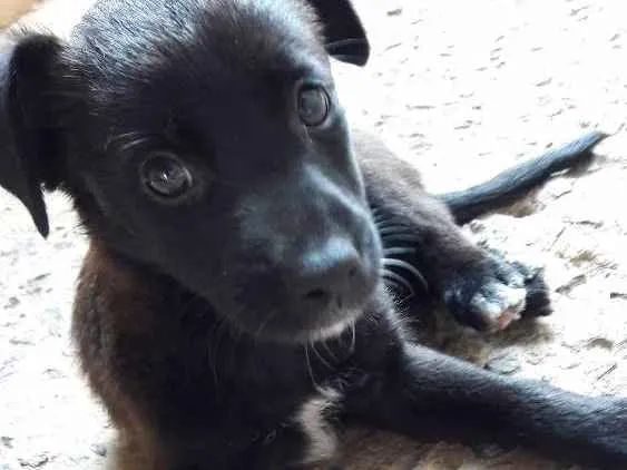 Cachorro ra a  idade 2 a 6 meses nome Filhote