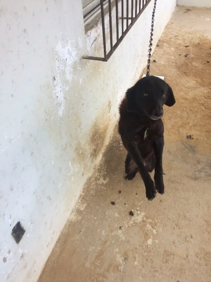 Cachorro ra a Vira-lata idade 2 anos nome Black