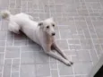 Sophya