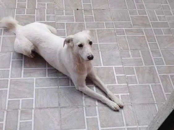 Cachorro ra a  idade 3 anos nome Sophya