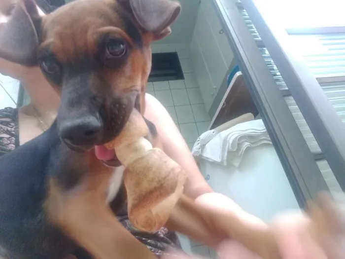 Cachorro ra a SRD idade 2 a 6 meses nome Violeta