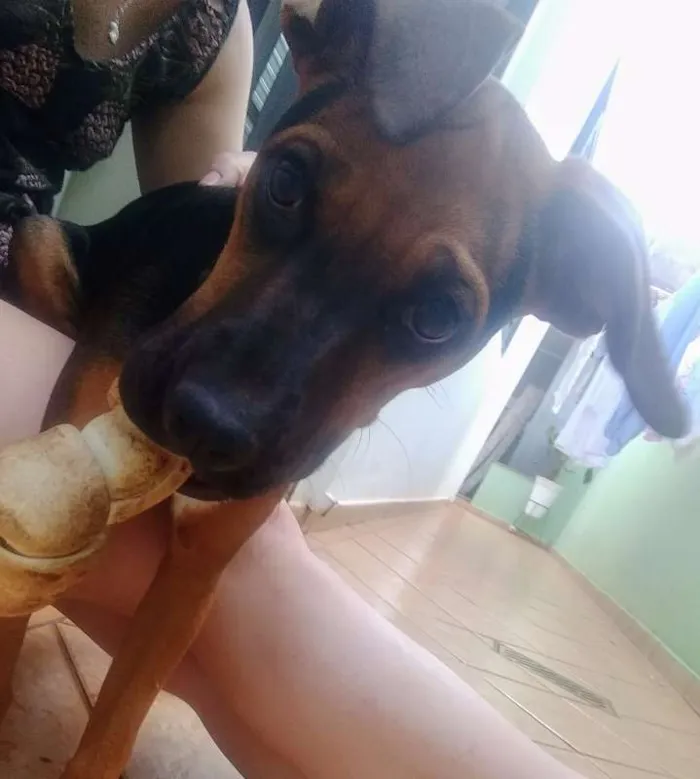 Cachorro ra a SRD idade 2 a 6 meses nome Violeta