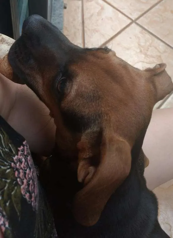 Cachorro ra a SRD idade 2 a 6 meses nome Violeta