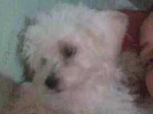 Cachorro raça Poodle idade 3 anos nome Belinha