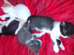 Gato raça  idade Abaixo de 2 meses nome Ainda não tem nome 
