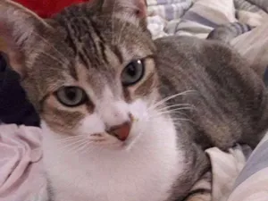 Gato raça SRD idade 2 anos nome Teteca