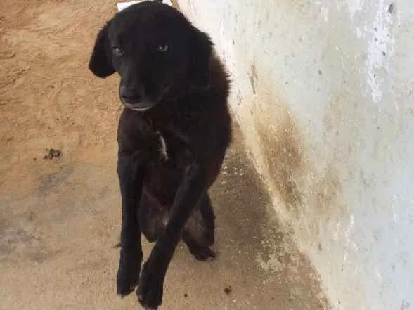 Cachorro ra a Vira-lata idade 2 anos nome Black