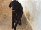 Cachorro raça Vira-lata idade 2 anos nome Black