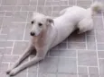 Sophya