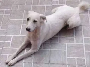 Cachorro raça  idade 3 anos nome Sophya