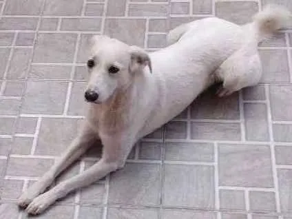 Cachorro ra a  idade 3 anos nome Sophya
