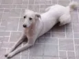 Sophya