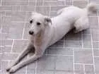 Cachorro raça  idade 3 anos nome Sophya